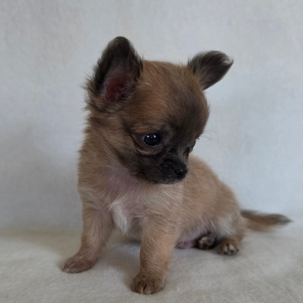 Chihuahua pup (klein reutje), België, Particulier, 8 tot 15 weken, Parvo