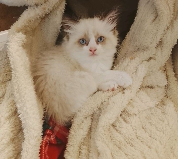 Prachtige Ragdoll kittens  ️, Meerdere dieren, Ontwormd, 0 tot 2 jaar