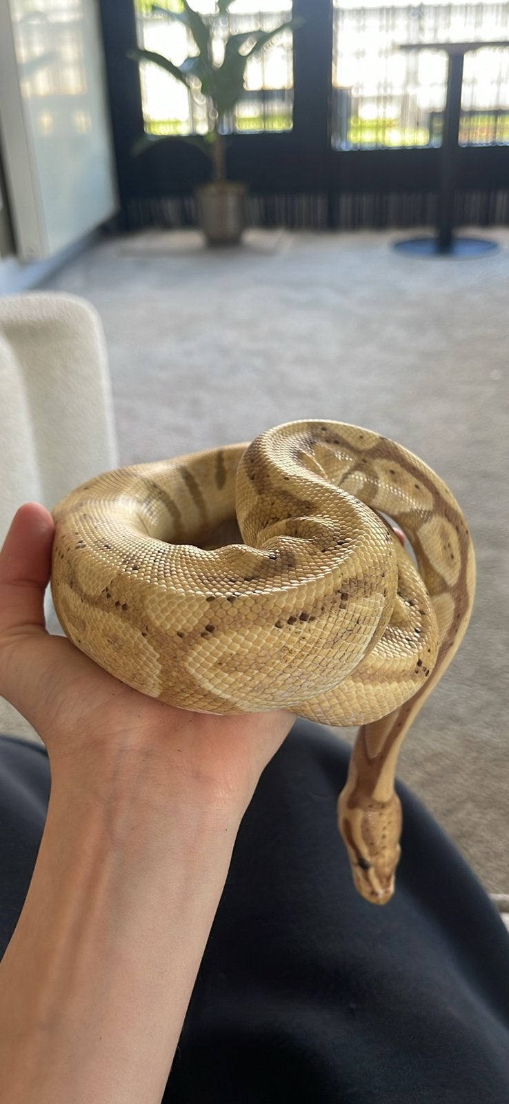 Banna morph konings python (python regius) Ball Python photo 2