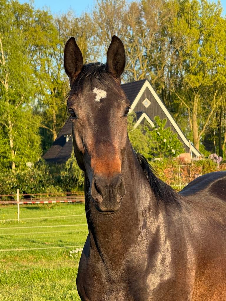 Talentvolle 3 jarige ruin v.Frankie Lee, Dieren en Toebehoren, Paarden, Met stamboom, Ruin, Dressuurpaard, 3 tot 6 jaar