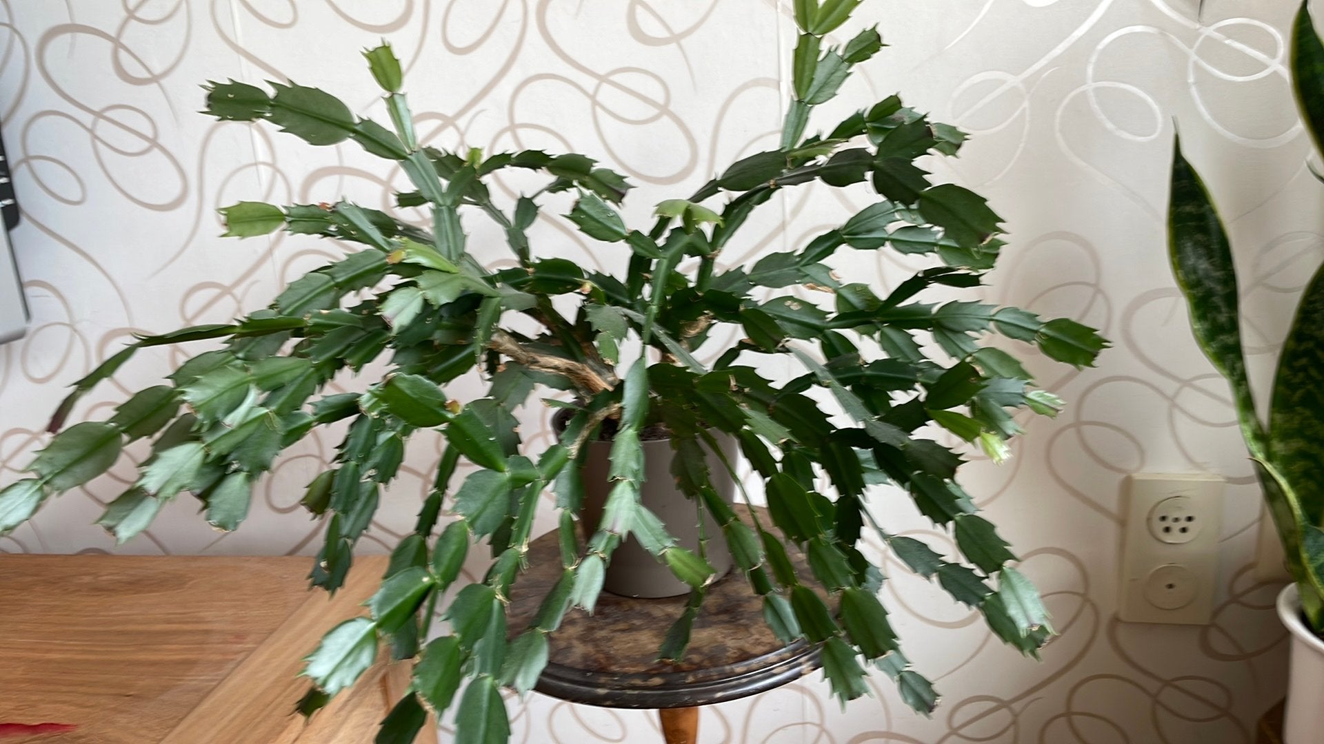 Lidcactus - 10 jaar oud -55 cm breed, Ophalen, Halfschaduw, Minder dan 100 cm