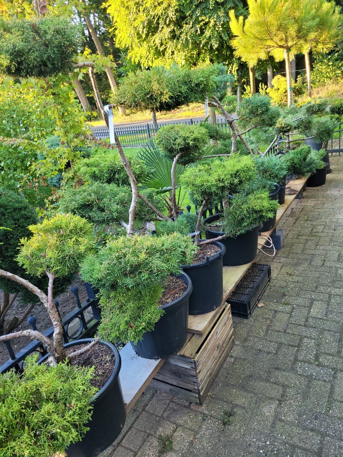 Juniperus Vormsnoei Bonsai - Diverse Maten, Volle zon, Vaste plant, Bloeit niet, Ophalen