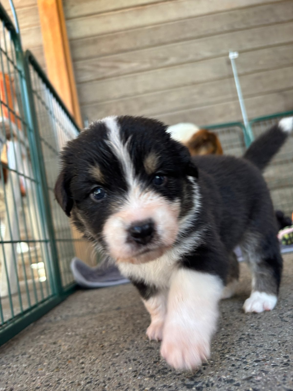 Australian shepherd pups, Dieren en Toebehoren, Honden | Herdershonden en Veedrijvers, 8 tot 15 weken, Parvo, Meerdere, Meerdere dieren