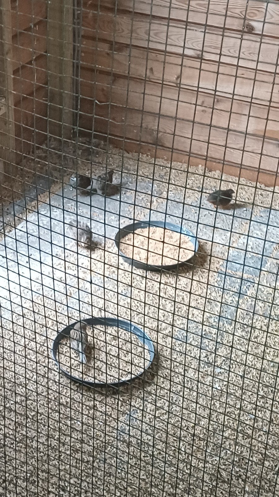 3 jonge chinese dwergkwartels haantjes natuurbroed, Meerdere dieren