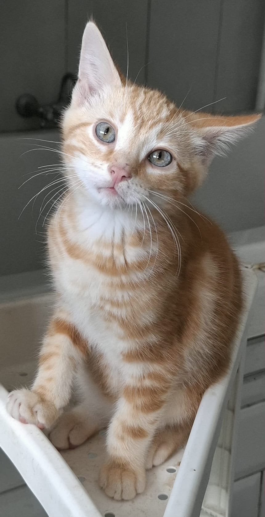 Lieve toyger kruising kittens, Dieren en Toebehoren, Meerdere dieren