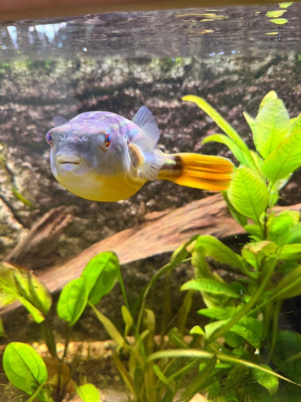 Fahaka kogelvis 20cm, Vis, Zoetwatervis