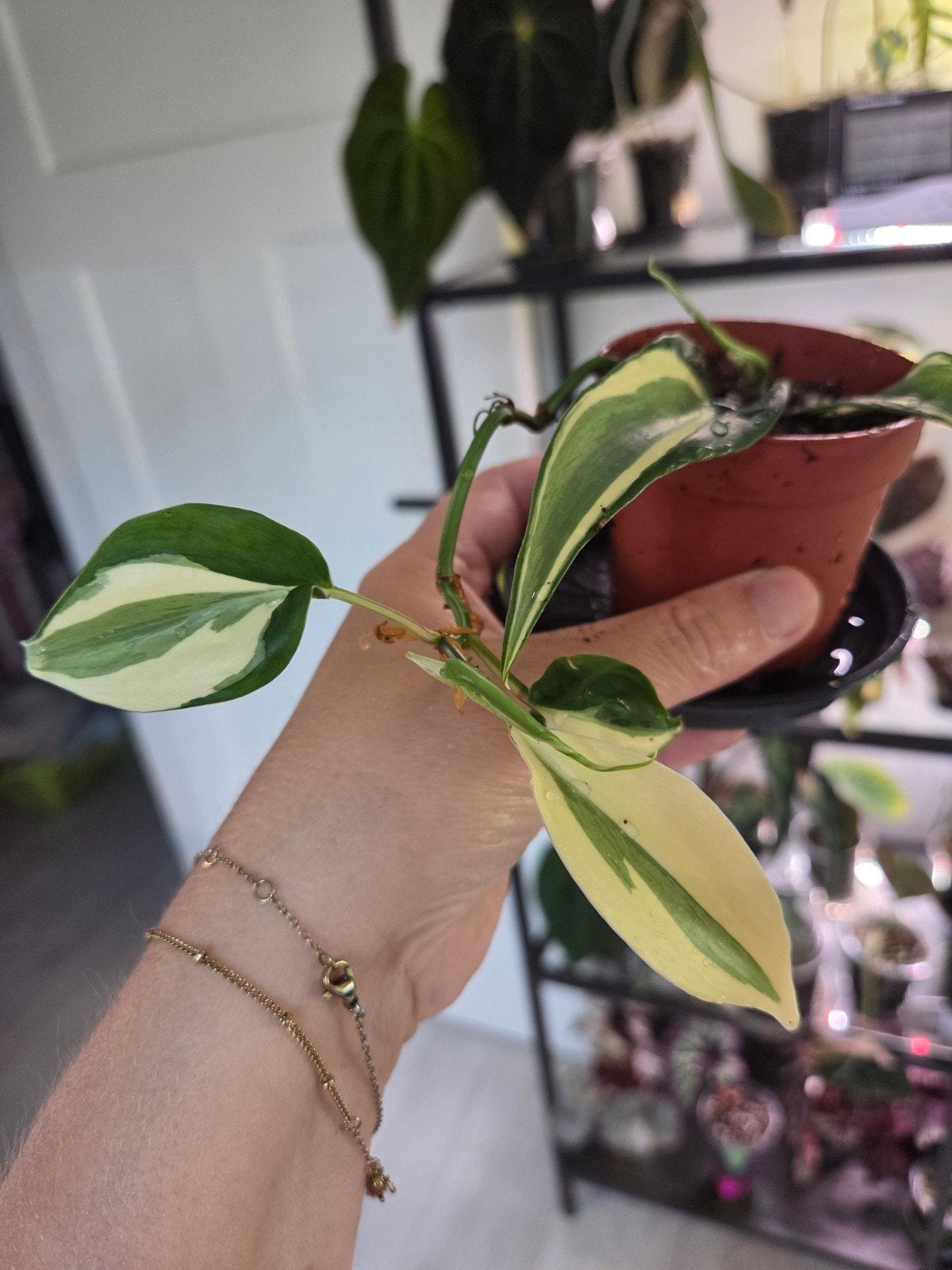 Philodendron rio, Ophalen of Verzenden, Halfschaduw, Minder dan 100 cm