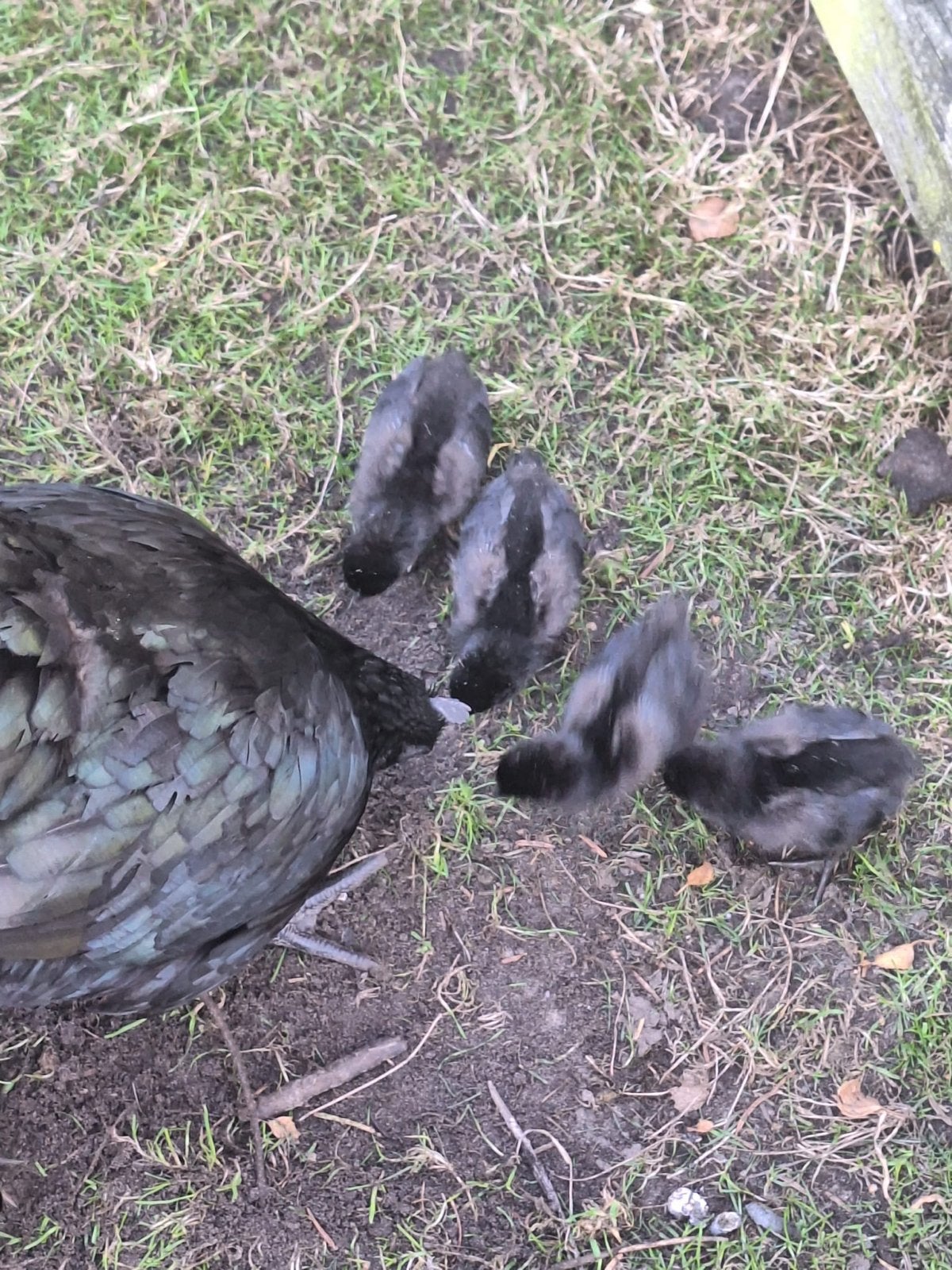 Ayam cemani kuikens hennen hanen, Dieren en Toebehoren, Meerdere dieren, Kip