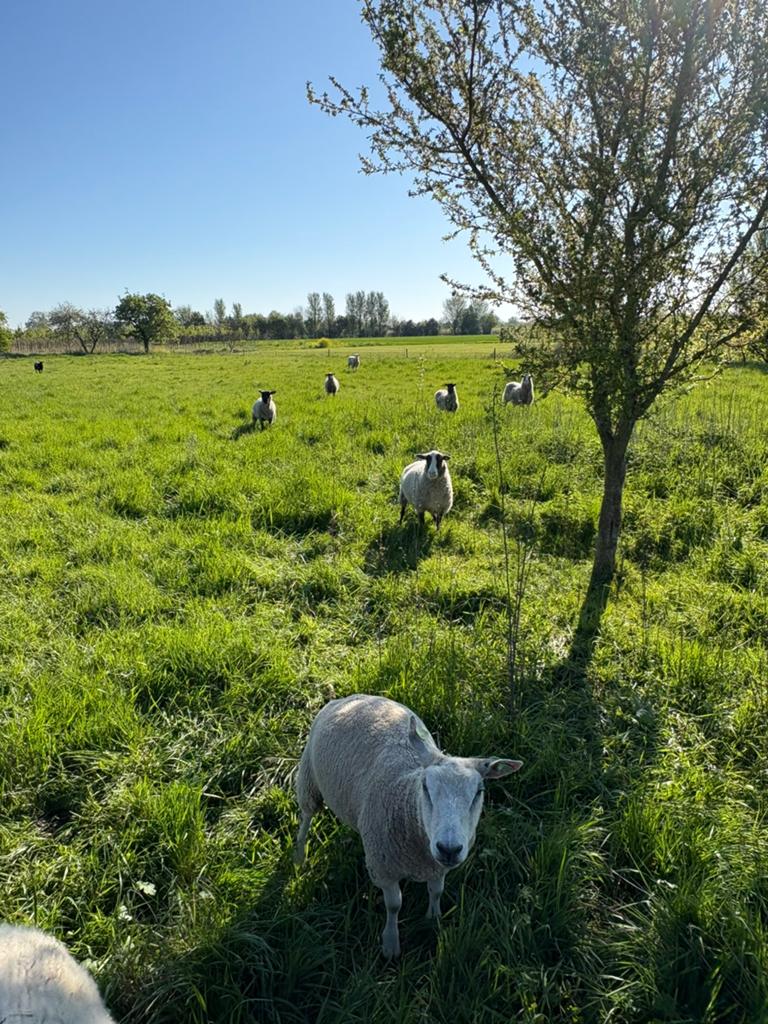 10 ooien te koop, Vrouwelijk, Schaap