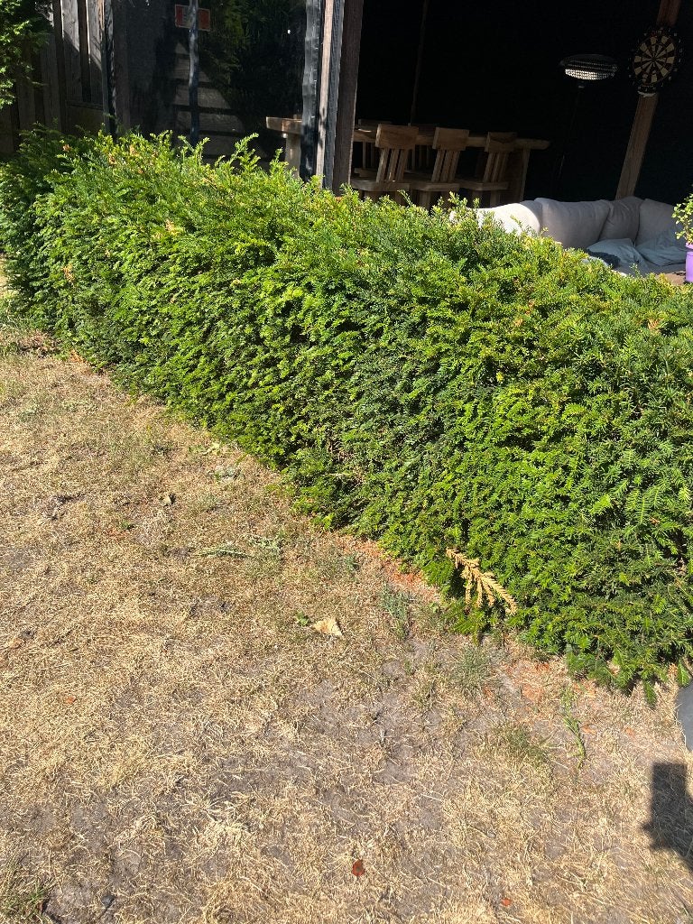 Taxus heg, Volle zon, Vaste plant, Bloeit niet, Ophalen
