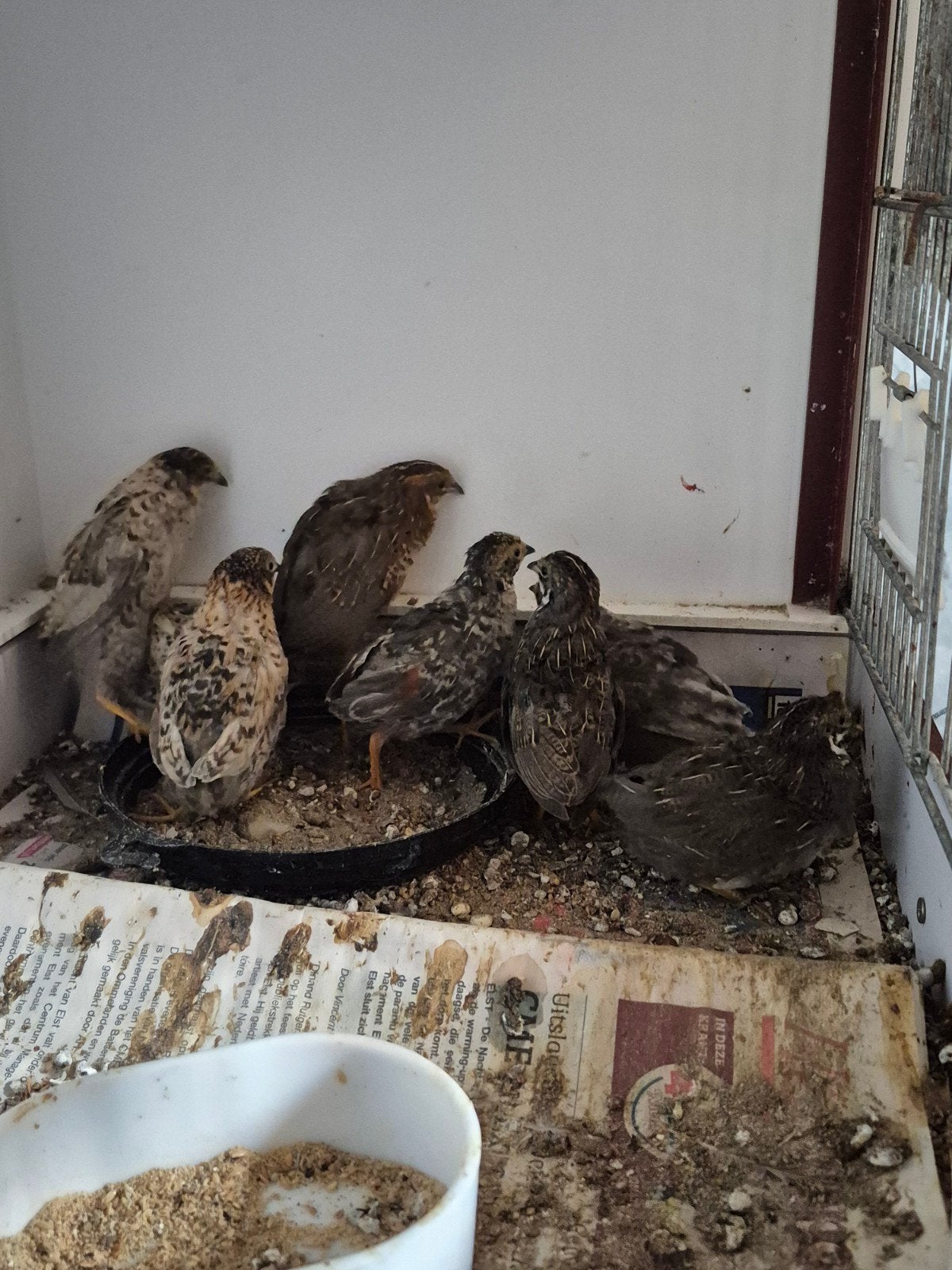 Chinese dwergkwartels natuurbroed, Dieren en Toebehoren, Vogels | Overige Vogels