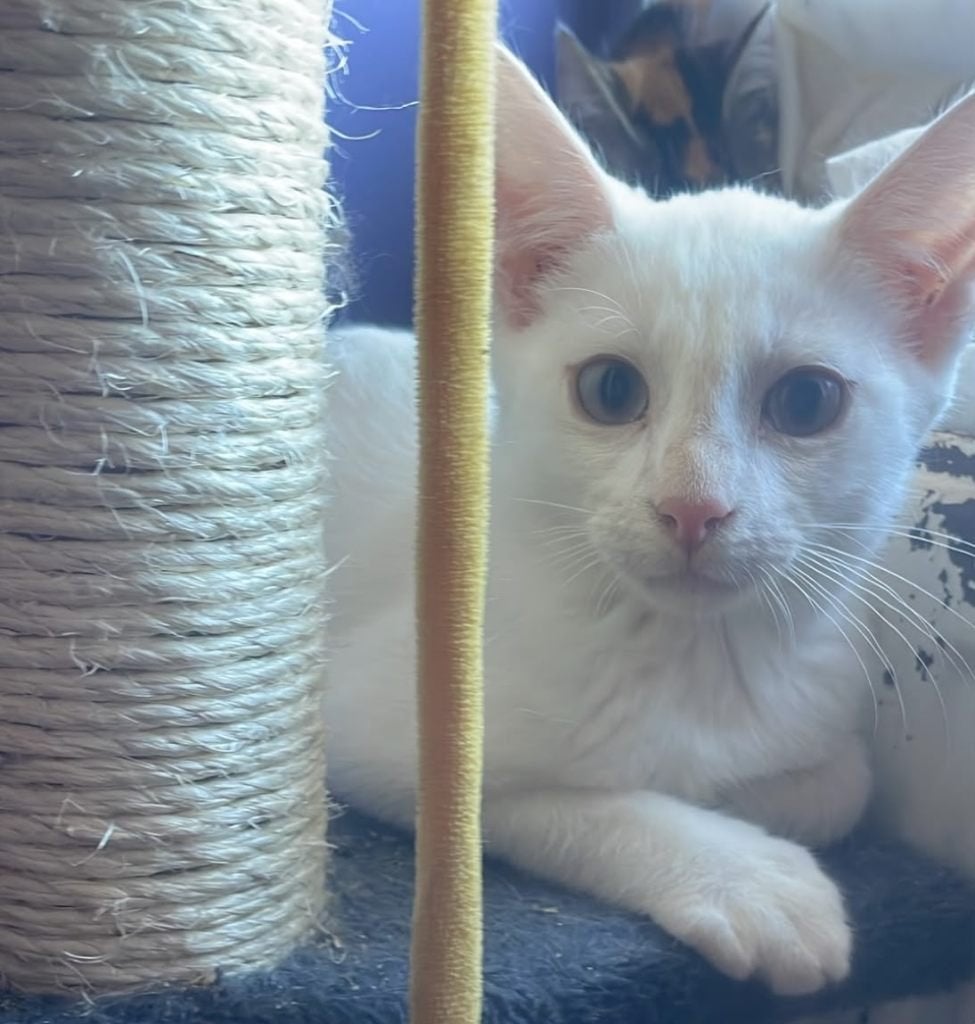 Mooie Gezonde Angora witte kittens te koop, Meerdere dieren, Gechipt, 0 tot 2 jaar