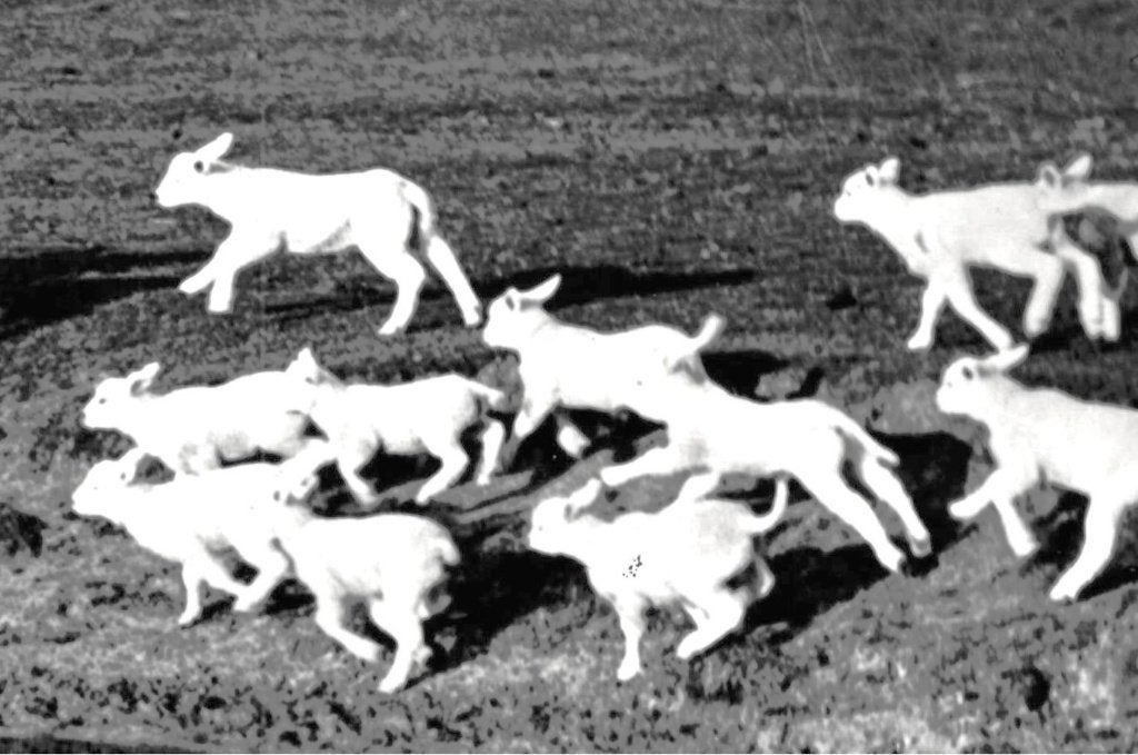 968106	Texel	1960 Rond de kolk	Gelopen met postzegel, Ophalen of Verzenden, 1960 tot 1980, Gelopen, Waddeneilanden