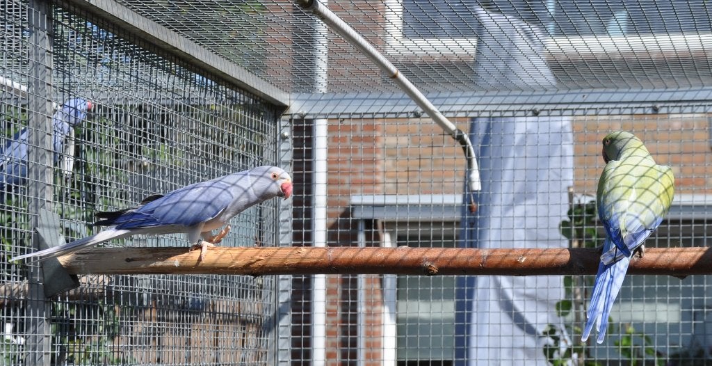 Halsband parkieten kweekkoppels, Dieren en Toebehoren, Meerdere dieren, Parkiet, Geringd