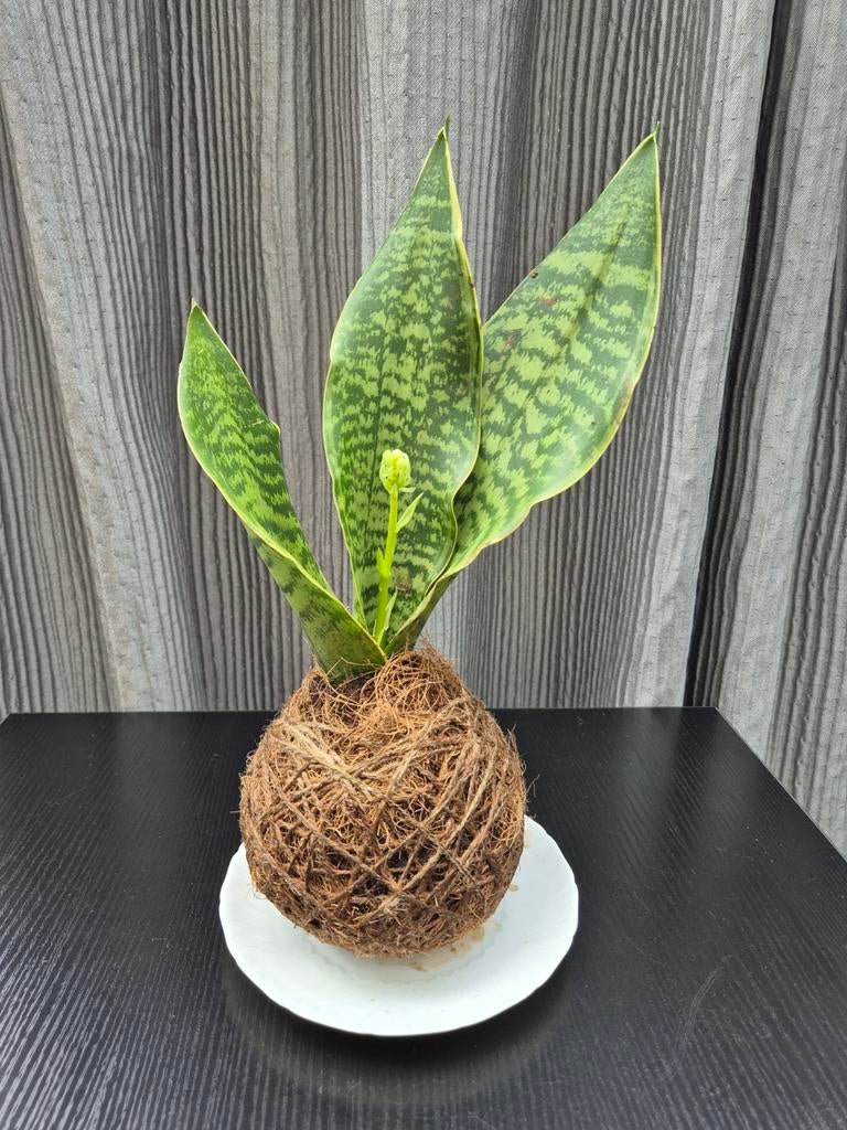 Kokedama plant, Tuin en Terras, Ophalen of Verzenden