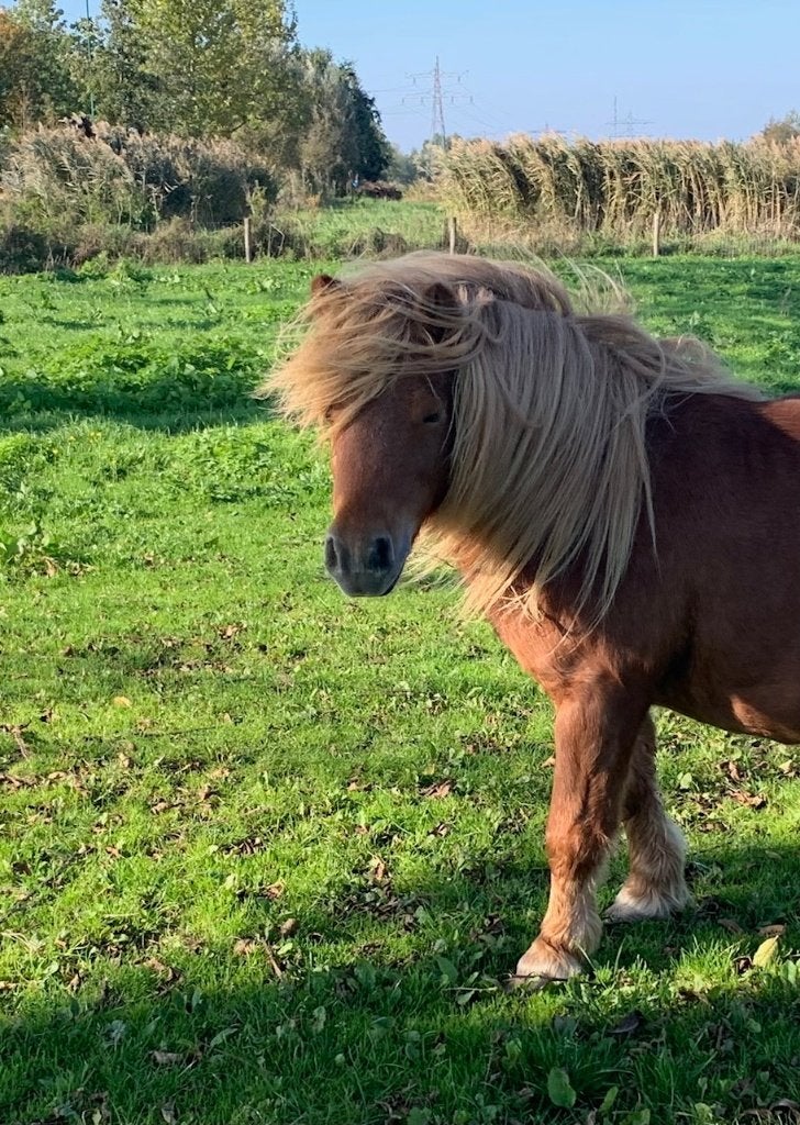Brave Mini shetlander NSPS, Dieren en Toebehoren, Merrie, A pony (tot 1.17m), Met stamboom, 7 tot 10 jaar