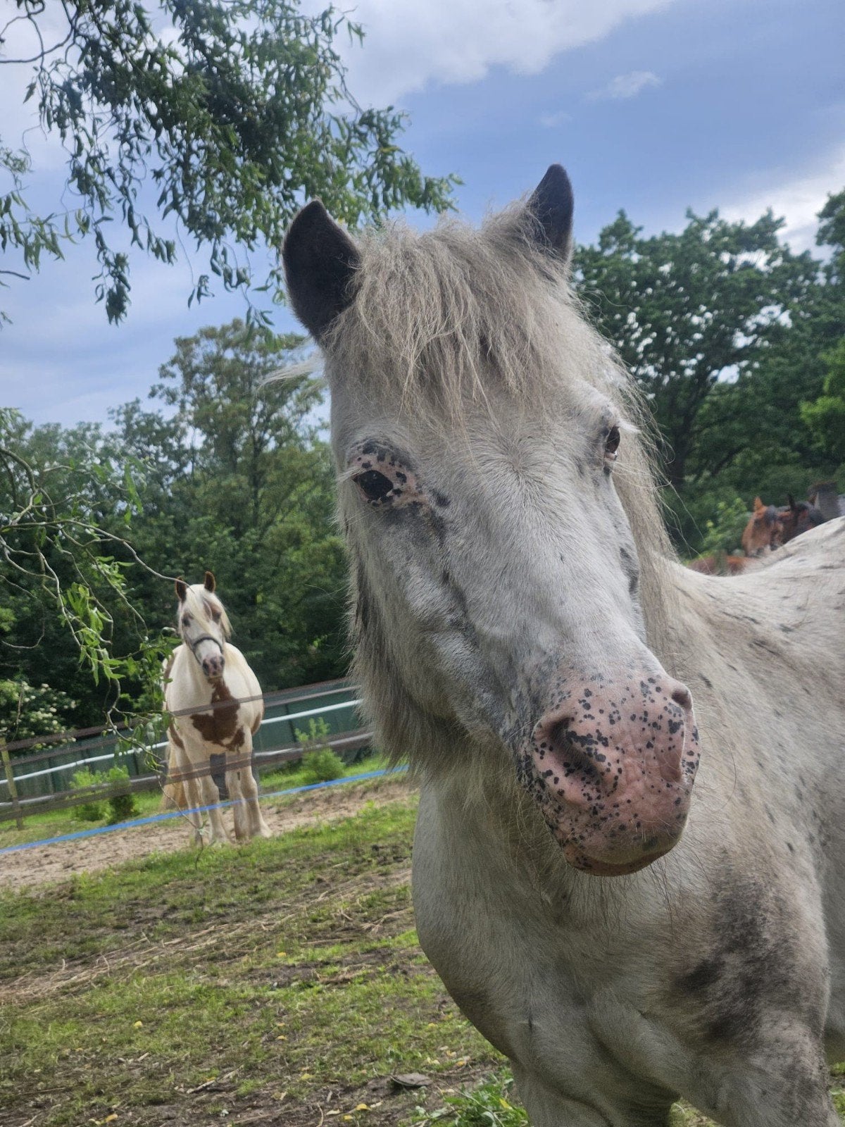 Lease pony, Dieren en Toebehoren