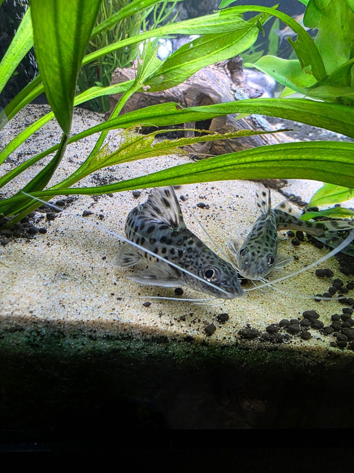 pimelodus pictus/ gevlekte antenne meerval 3 stuks, Dieren en Toebehoren, Vis