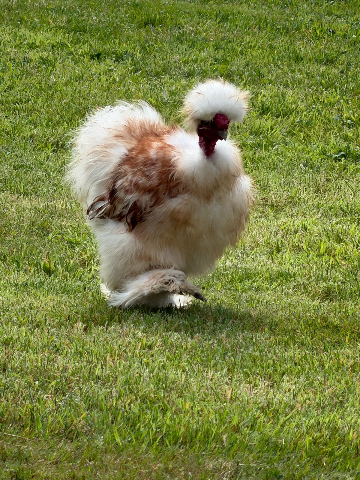 Prachtige zijdehoen haan showgirl, Dieren en Toebehoren, Pluimvee, Mannelijk, Kip