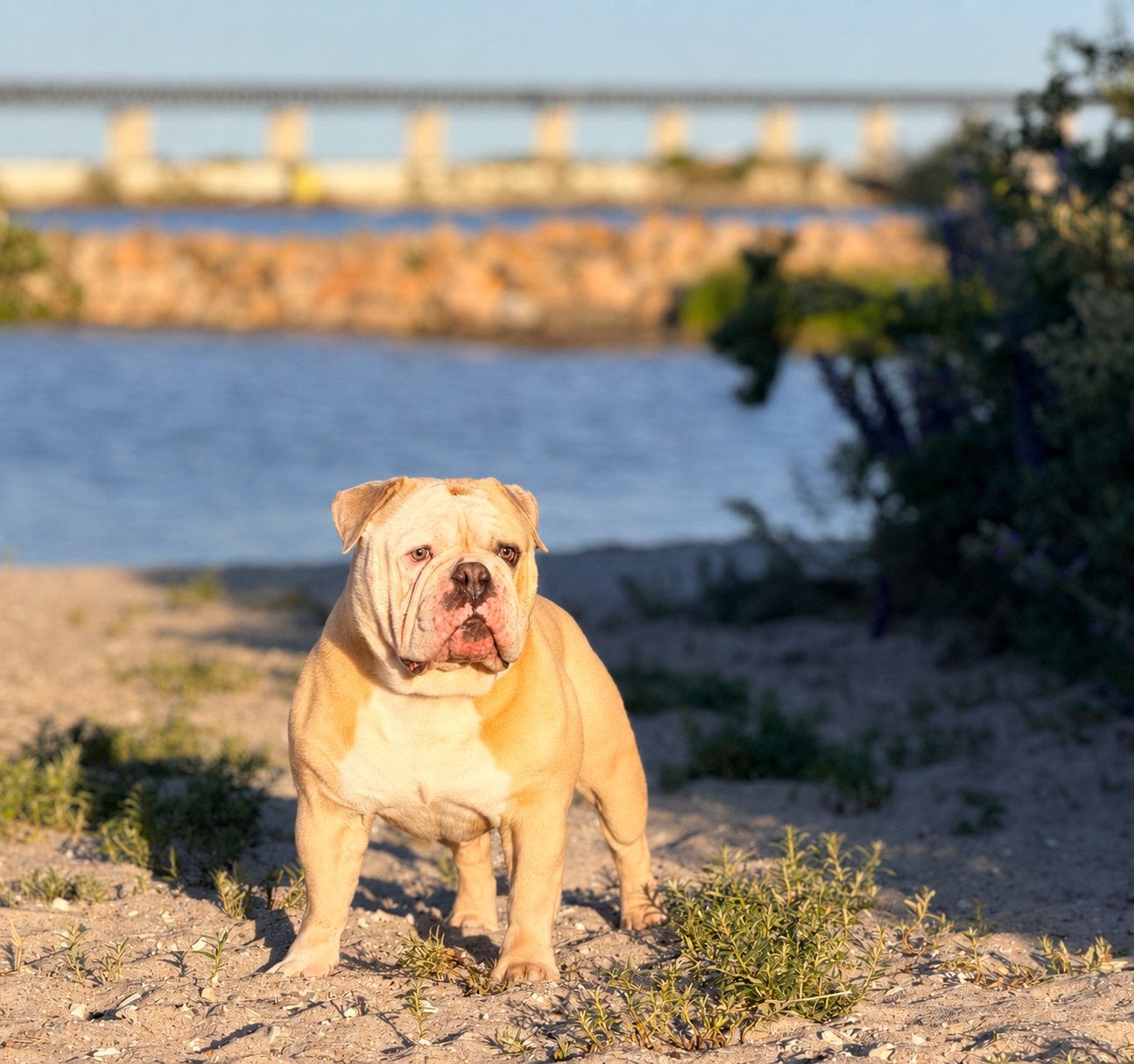 Old English Bulldog/ New English Bulldog dekreu getest !, Dieren en Toebehoren, Reu, 1 tot 2 jaar, Parvo, Bulldog