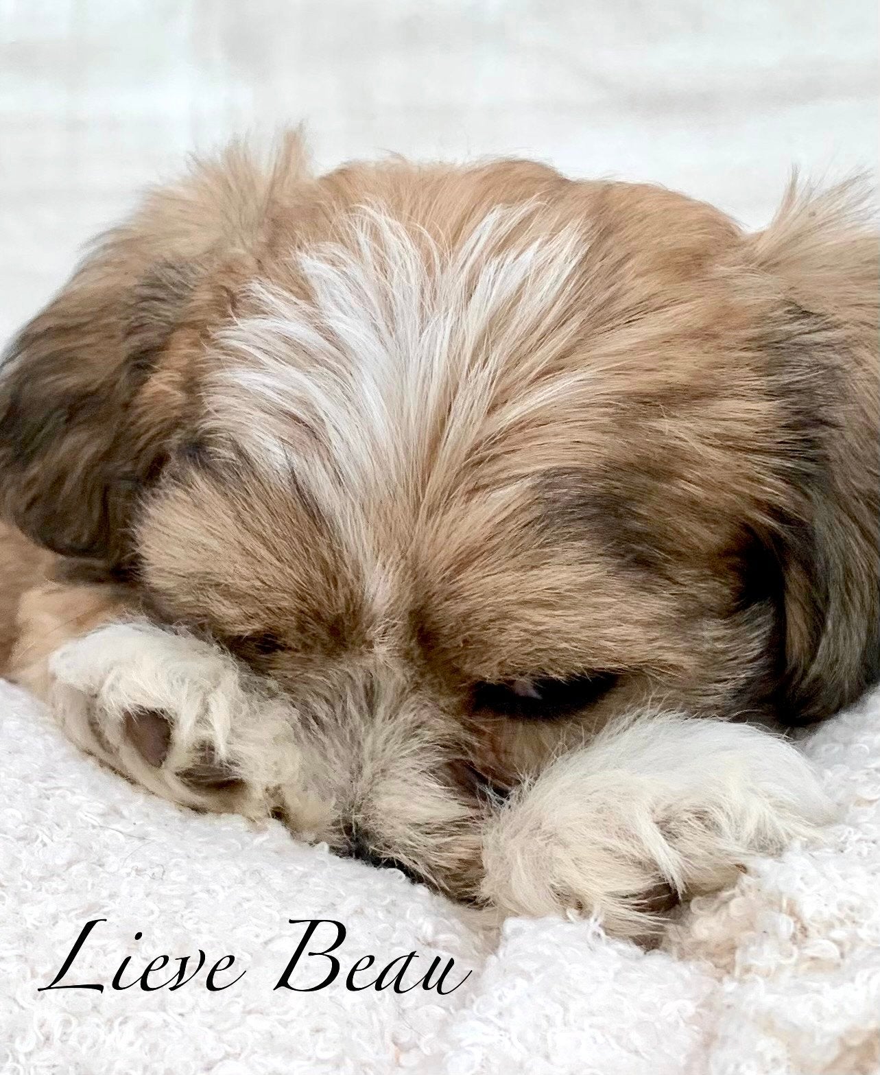 Shih- tzu  /Boomer pups mini, Parvo, Overige rassen, 8 tot 15 weken, Meerdere