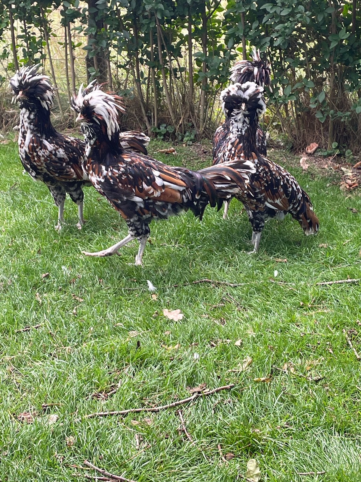 Hollands kuifhoender hanen, Dieren en Toebehoren, Pluimvee, Mannelijk, Kip