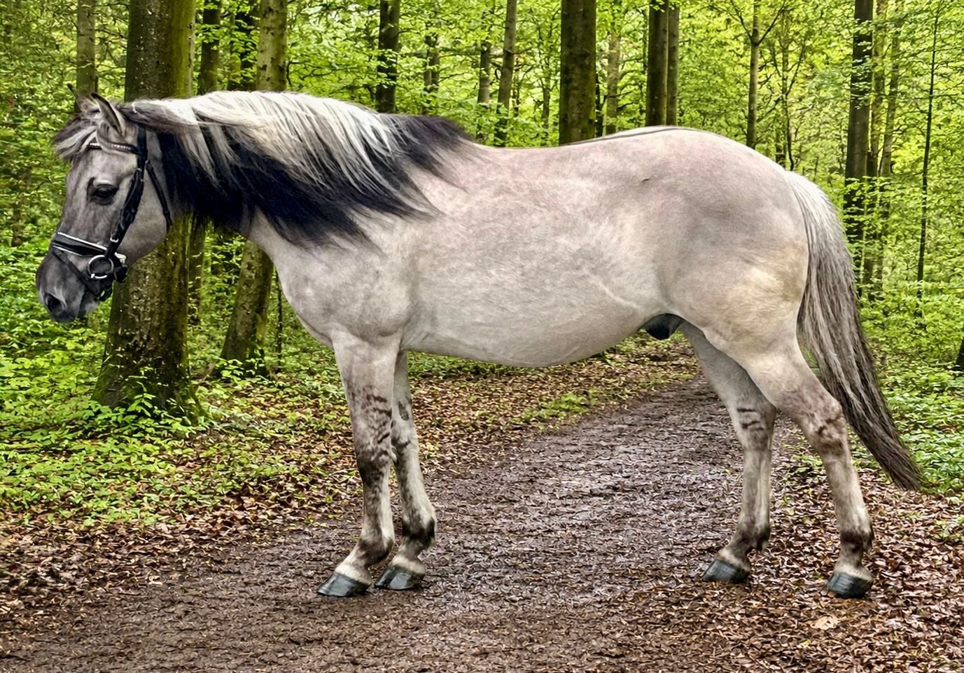 Leuke ruin, Dieren en Toebehoren, Pony's, Ruin