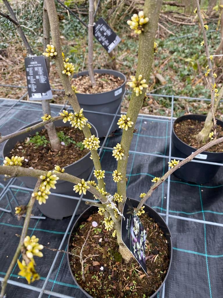 Cercis chinensis 'Shirobana' - Judasboom struik, Tuin en Terras, Volle zon, Vaste plant, Lente, Ophalen