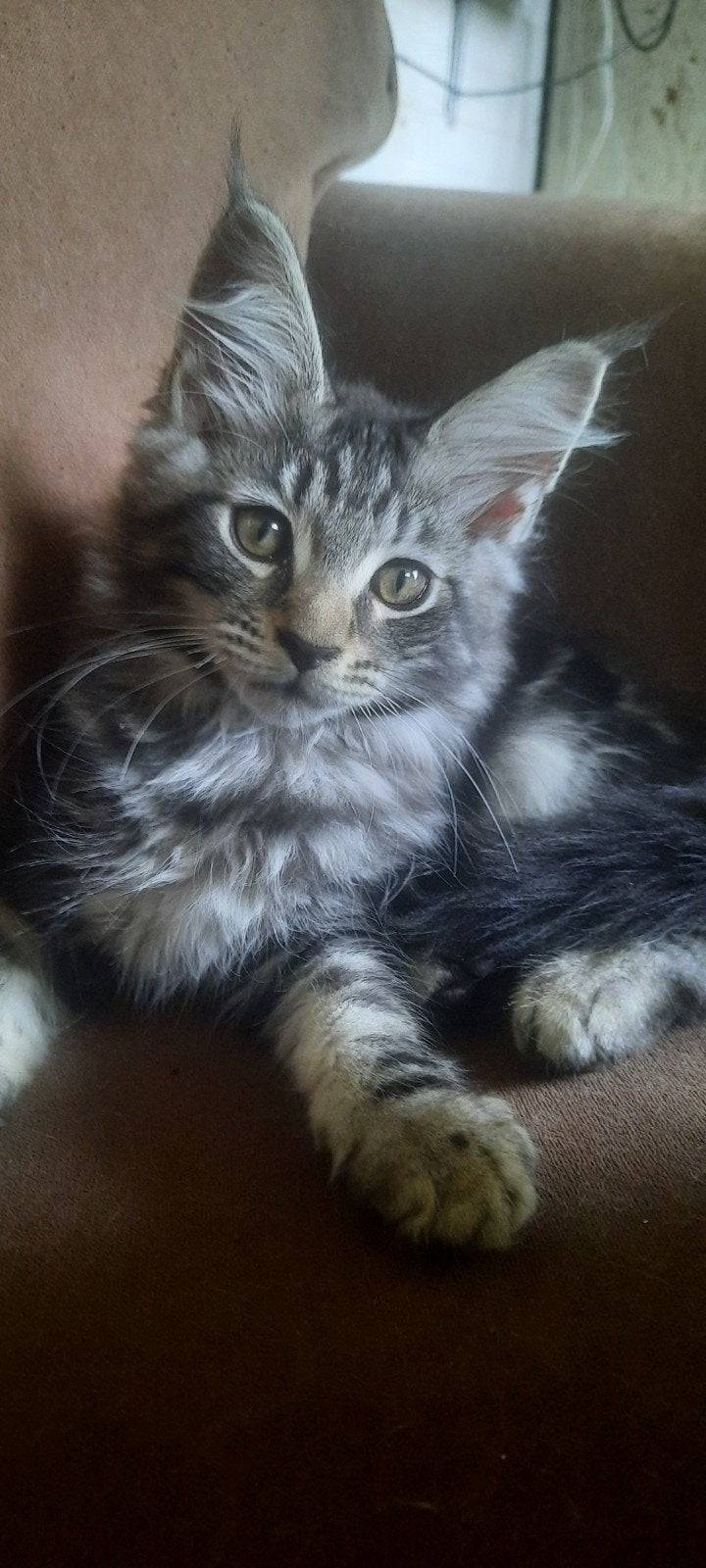 2 100% Maine Coon kittens..mogen nu. 10 sept weg, Dieren en Toebehoren, Meerdere dieren, Gechipt, 0 tot 2 jaar