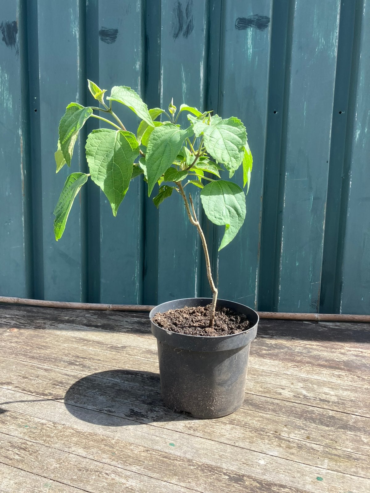 Pindakaasboom, Ophalen, In pot, Volle zon, Overige soorten