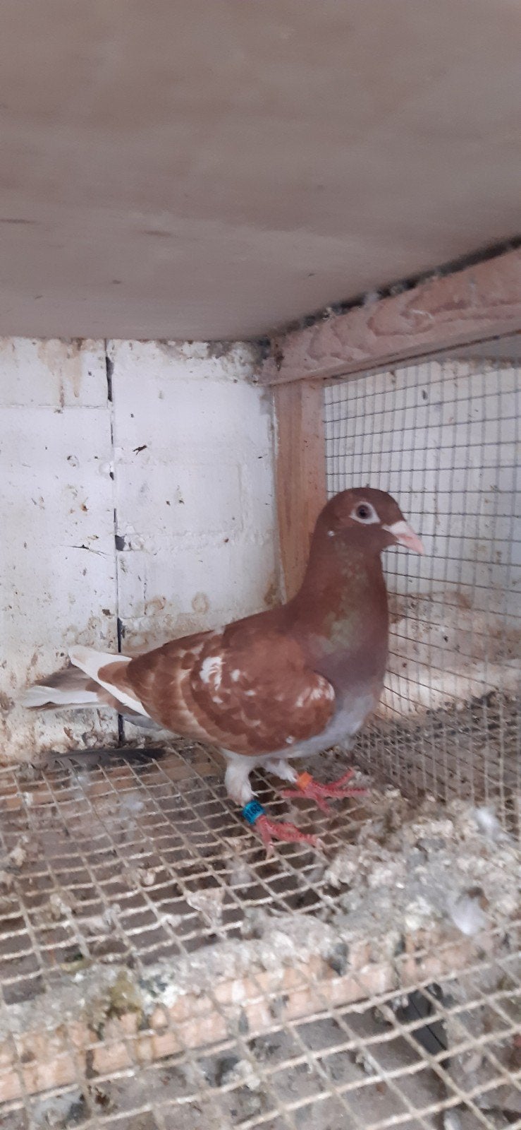Meulemans duif, Geslacht onbekend, Postduif