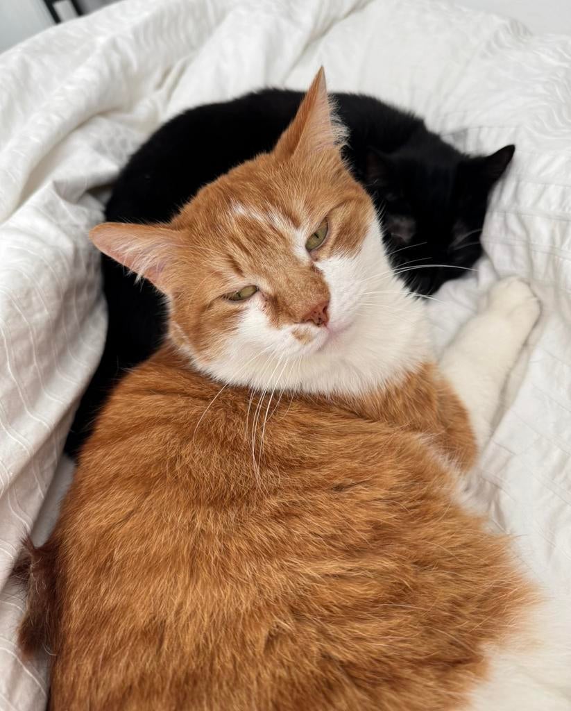 2 lieve katten, Dieren en Toebehoren, Katten en Kittens | Overige Katten, Meerdere dieren, Kortharig