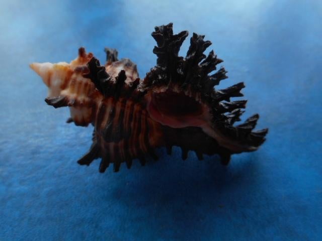 Schelpen: Murex brunneus Link f++/gem 55-59mm m/o, Verzenden, Schelp(en)
