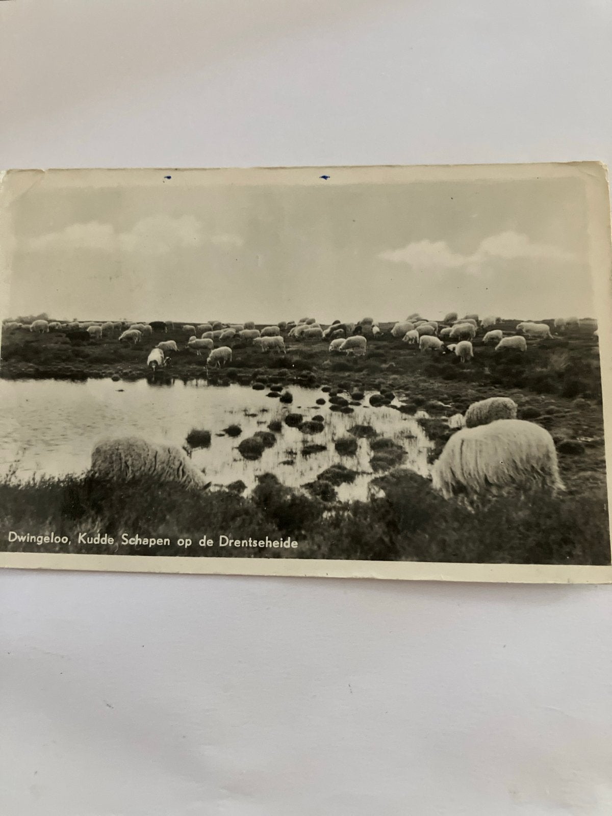 Ansichtkaart Dwingeloo, Kudde Schapen op de Drentseheide, Ophalen of Verzenden, 1940 tot 1960, Gelopen, Drenthe