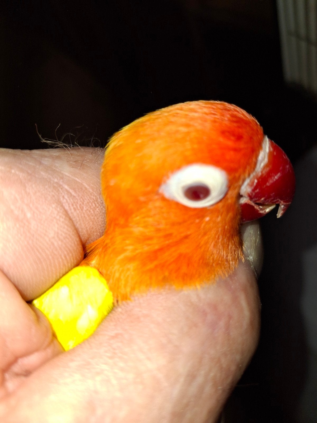 ficheries, Dieren en Toebehoren, Meerdere dieren, Dwergpapegaai of Agapornis
