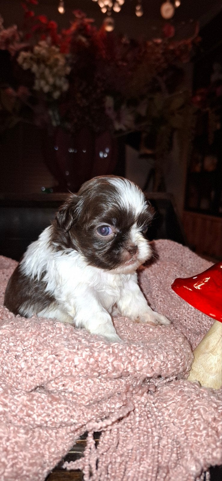 shih tsu pups choco en bont ik woon in belgie  koersel, België, Fokker | Hobbymatig, Overige rassen, CDV (hondenziekte)