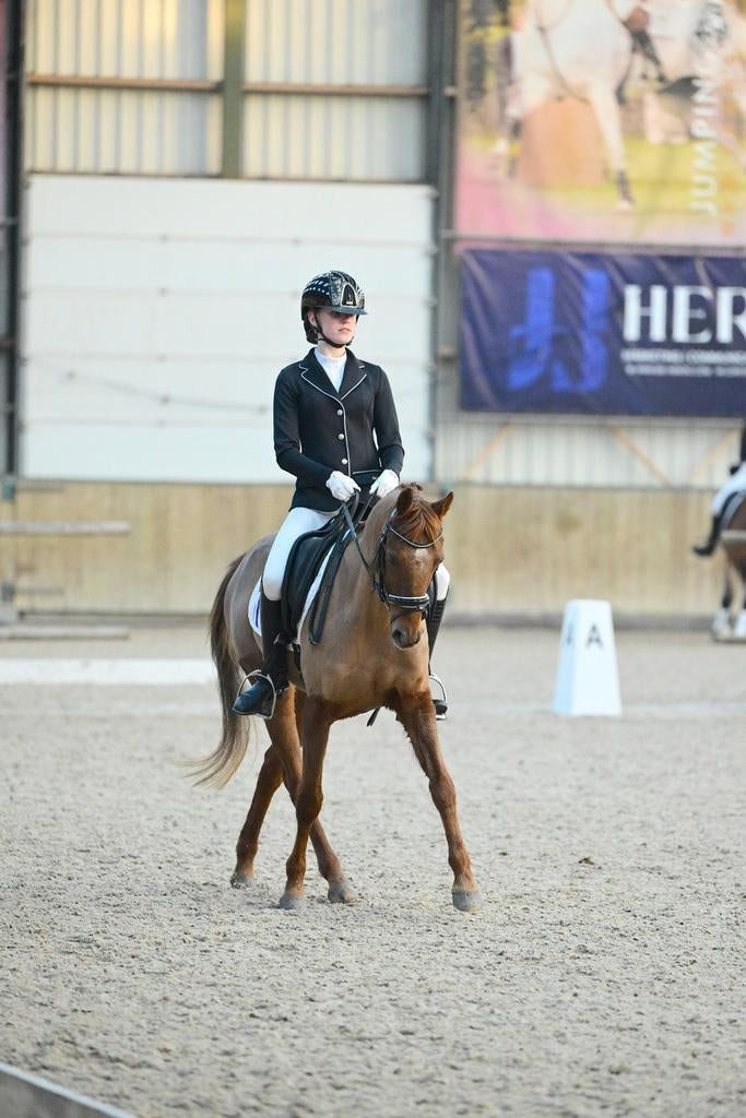 Allround sportpony D-pony ruin, Gechipt, Ruin, Dressuurpony, M