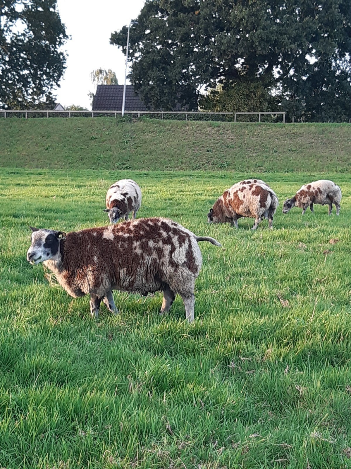 Bonte rammen, Dieren en Toebehoren, Mannelijk, Schaap, 0 tot 2 jaar