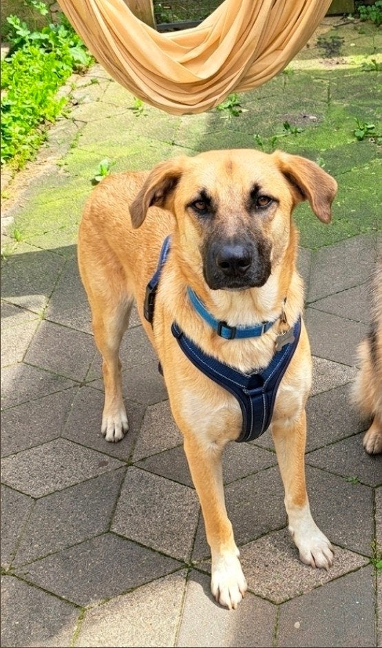 middelmaat teef Honey zoekt thuis, herplaatser( Honey), Particulier, 15 weken tot 1 jaar, Buitenland, Teef