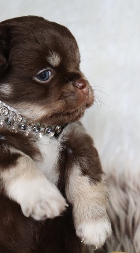 Donker Choco Tricolor Chihuahua reutje, Dieren en Toebehoren, Parvo, Reu, 8 tot 15 weken, Eén hond