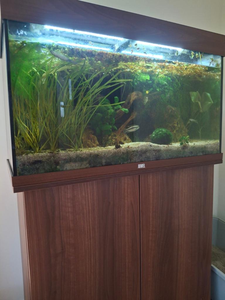 Aquarium juwel 80 cm met onderkast compleet, Dieren en Toebehoren, Vissen | Aquaria en Toebehoren, Ophalen, Gevuld zoetwateraquarium