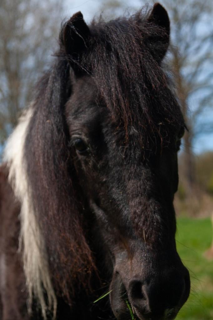 Amerikaanse mini (nieuwe advertentie), Dieren en Toebehoren, Pony's, Hengst, Onbeleerd, Gechipt, 0 tot 2 jaar