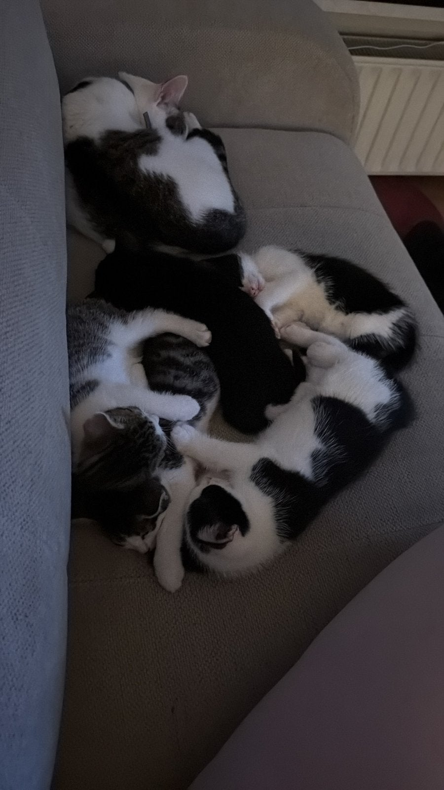 Kitten te koop, 0 tot 2 jaar