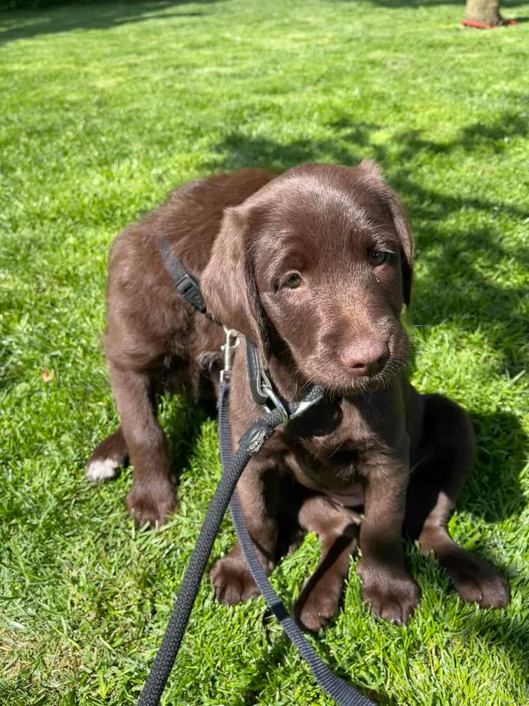 Te koop: Labradoodle pups, Dieren en Toebehoren, Honden | Niet-rashonden, Parvo, 8 tot 15 weken, Meerdere, Meerdere dieren