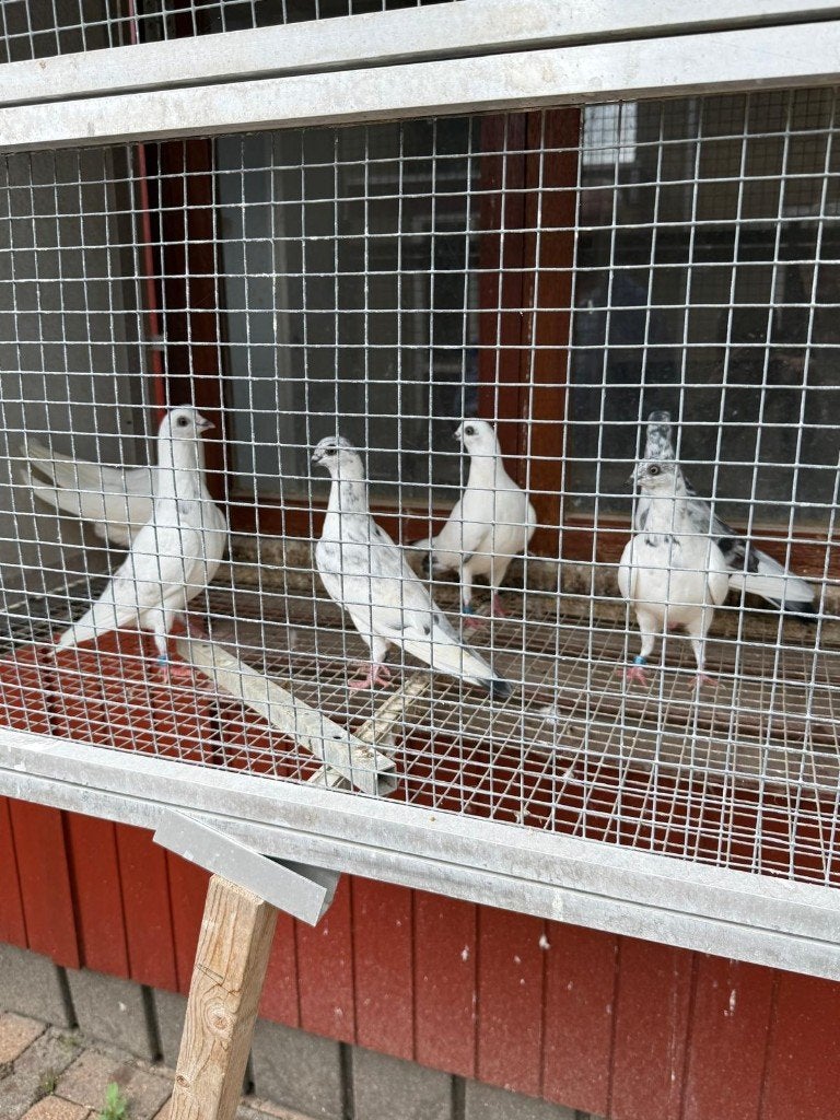 Boedapest Hoogvliegers Duiven, Meerdere dieren, Postduif