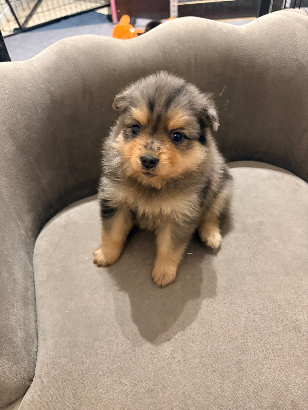 Pomeriaan pups merle tan, black tan, Overige rassen, 8 tot 15 weken, Meerdere, Meerdere dieren