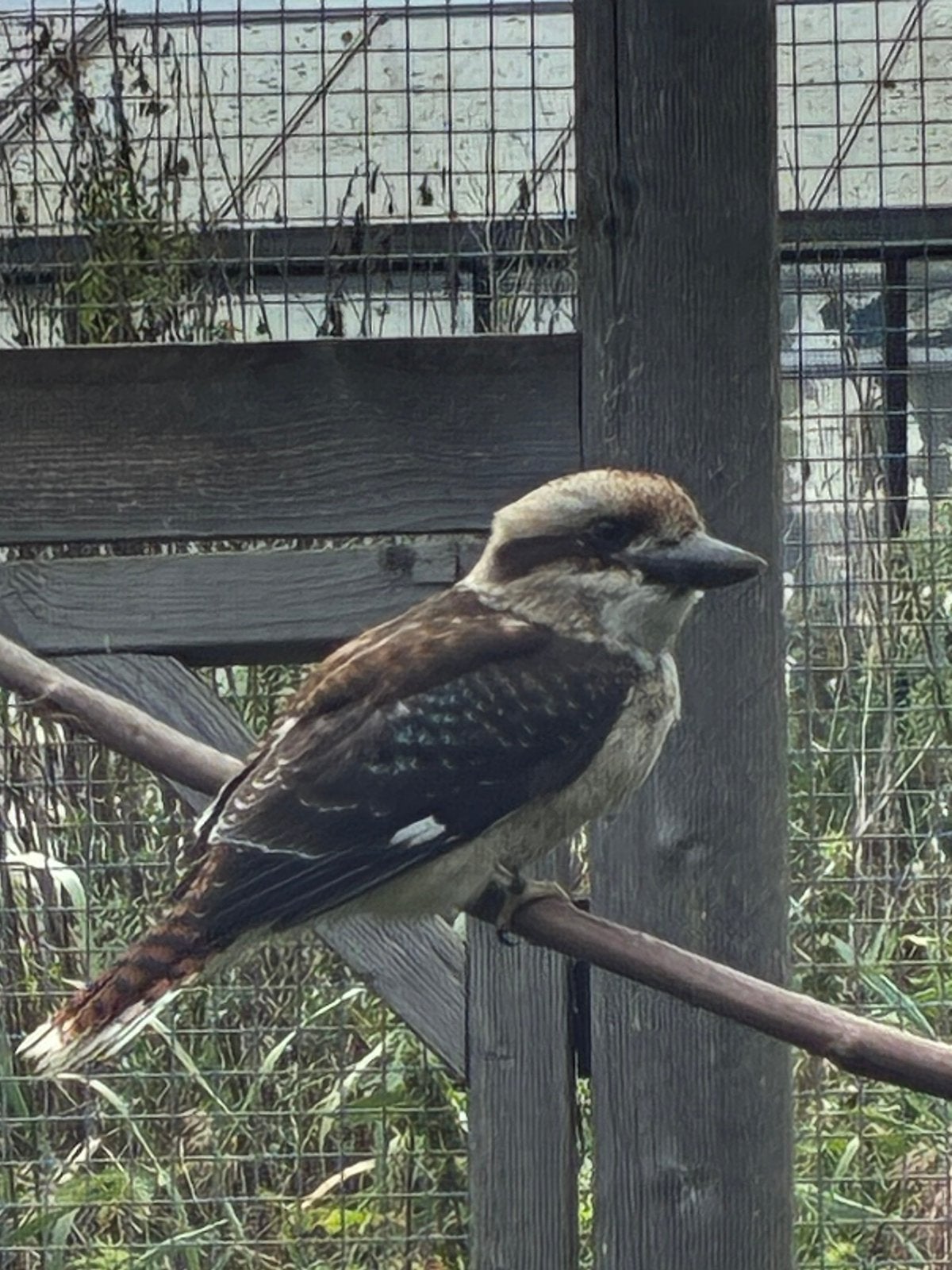 Kookaburra onverwant koppel 2026, Meerdere dieren, Tropenvogel, Tam