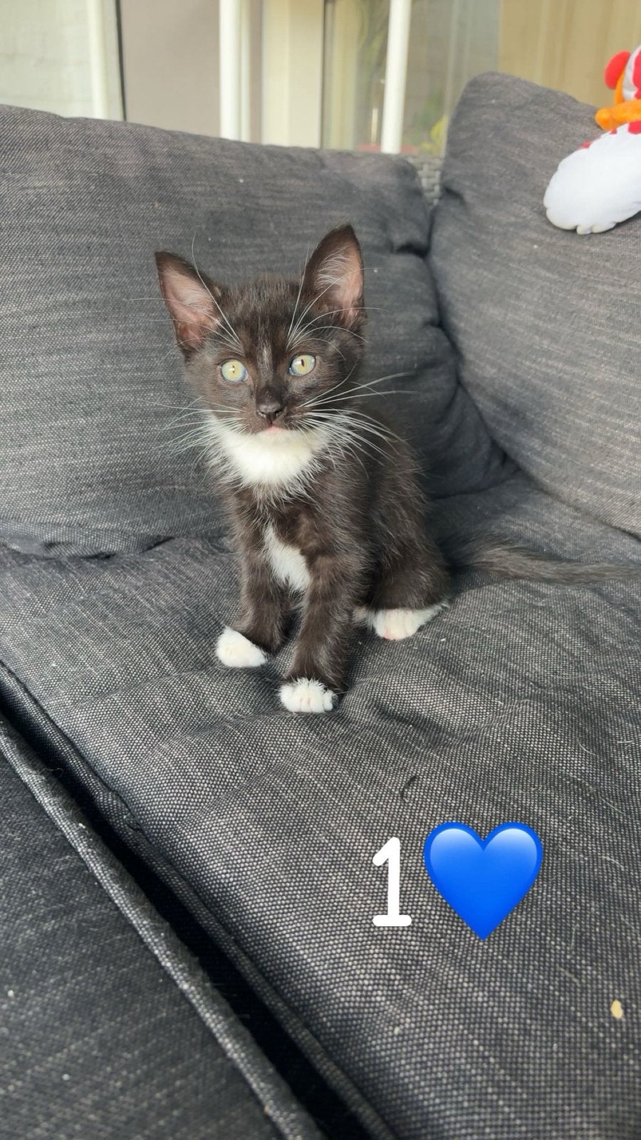 Lieve Kittens te koop