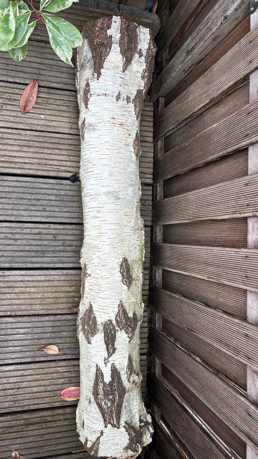 Berken stam 25 x 120 cm, Minder dan 3 m³, Ophalen, Berkenhout, Stammen