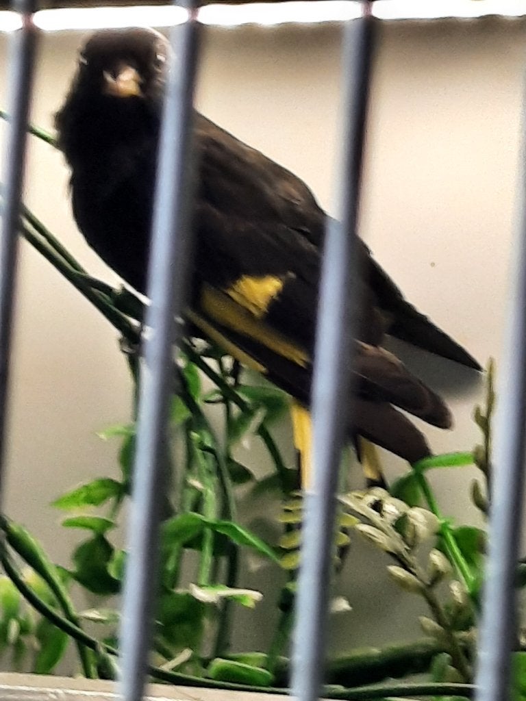 Zwarte sijsen, Meerdere dieren, Wildzangvogel, Geringd